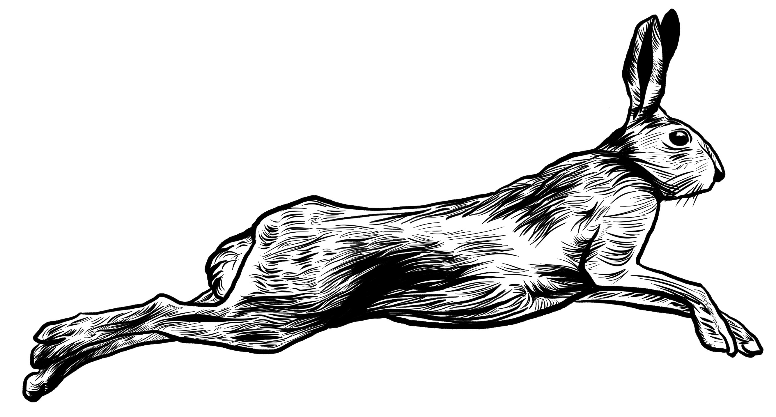 image of a rabbit drawn by Karen